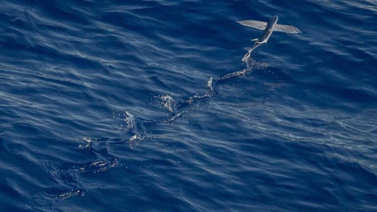 What Makes The 99 Exch Apk Different From Other Versions?